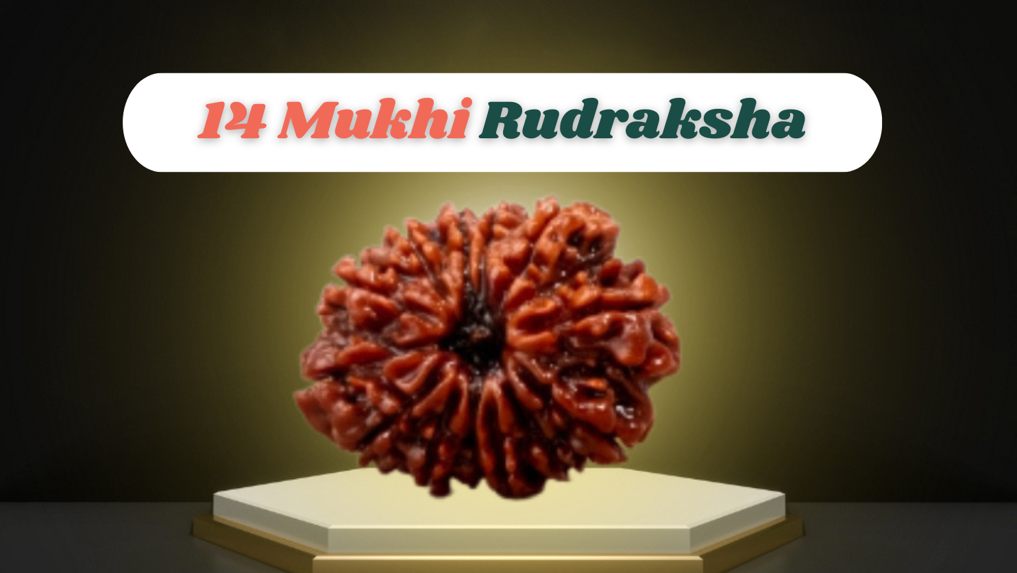 14 Mukhi Rudraksha 